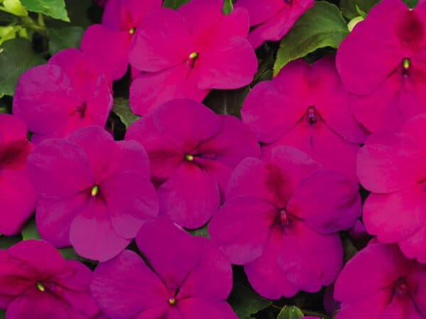 Impatiens walleriana F₁ Lollipop Raspberry (Violet) - Image 3