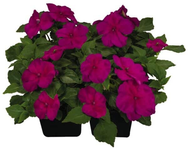 Impatiens walleriana F₁ Lollipop Raspberry (Violet) - Image 2