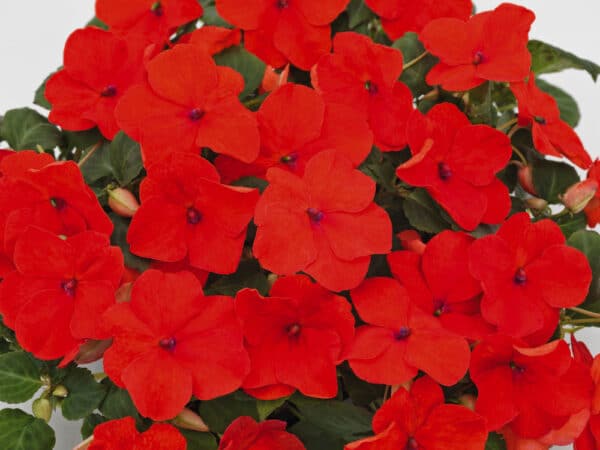 Impatiens walleriana F₁ Lollipop Tangerine (Deep Salmon) - Image 3