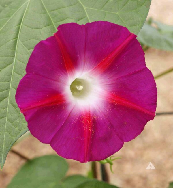 Ipomoea nil Scarlet OHara 1