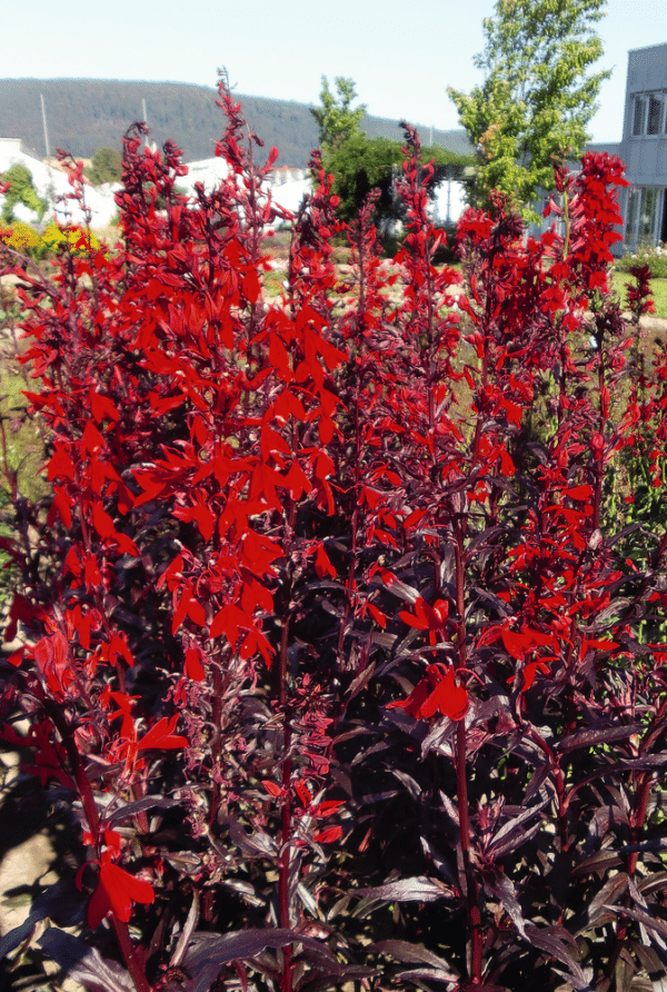 Lobelia fulgens Queen Victoria - Image 2