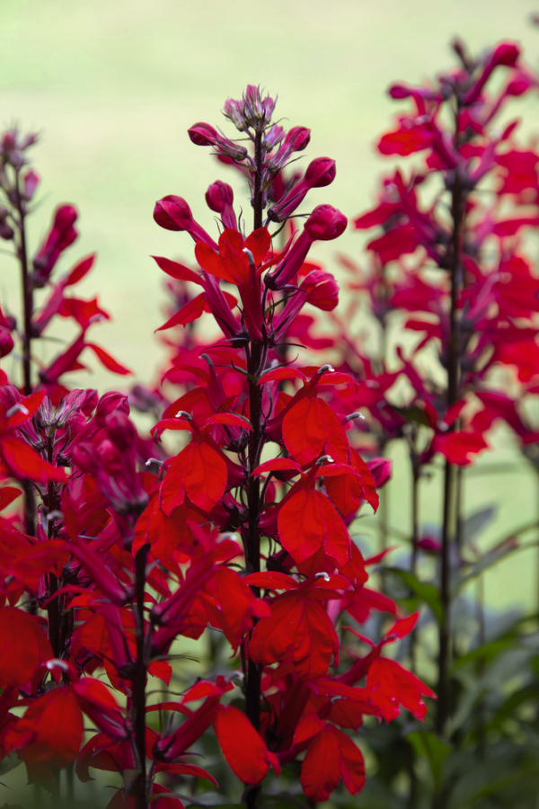 Lobelia fulgens Queen Victoria