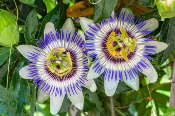 Passiflora caerulea 1