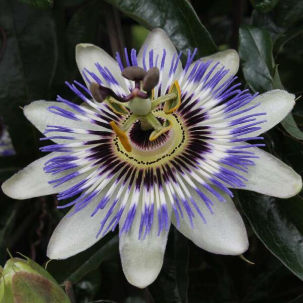 Passiflora caerulea