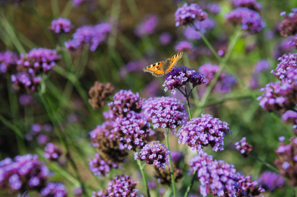 Verbena bonariensis Finesse® - Image 3