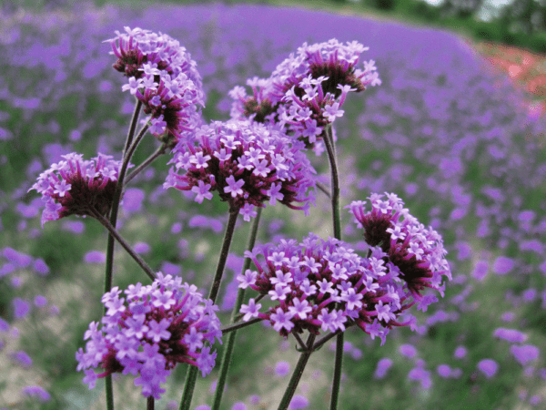 Verbena bonariensis Finesse®