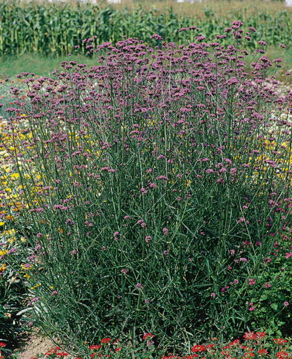 Verbena bonariensis Finesse® - Image 4