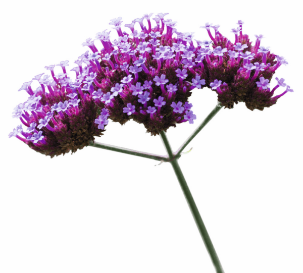 Verbena bonariensis Finesse® - Image 2