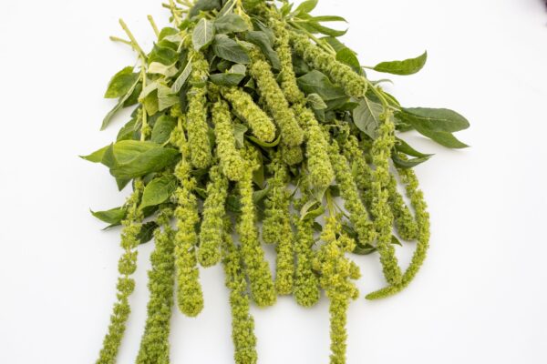 Amaranthus cruentes Tower Green 1