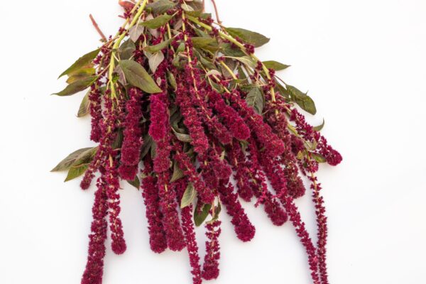 Amaranthus cruentes Tower Red 1