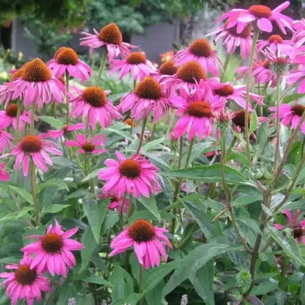 Echinacea purpurea 1