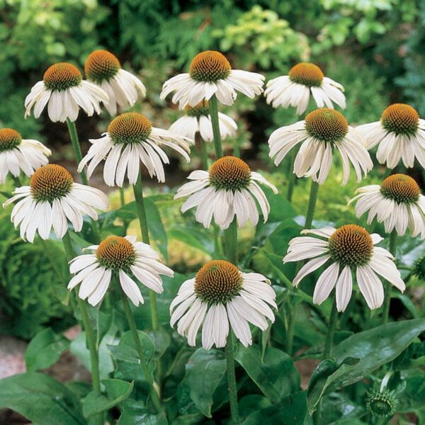 Echinacea purpurea White Swan 1