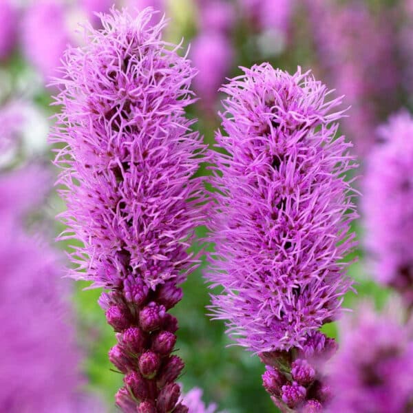 Liatris spicata