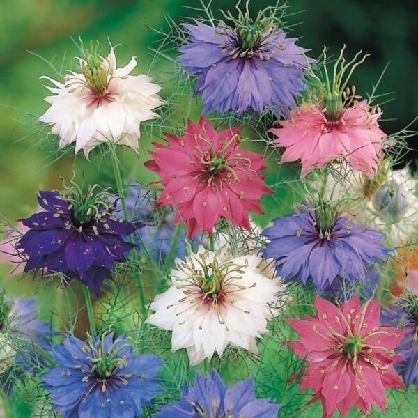 Nigella damascena Persian Jewels