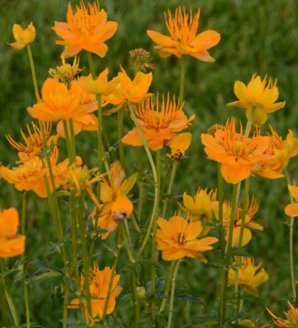 Trollius chinensis Golden Queen