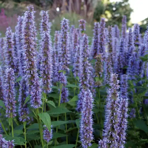 Agastache rugosa Liquorice Blue 1