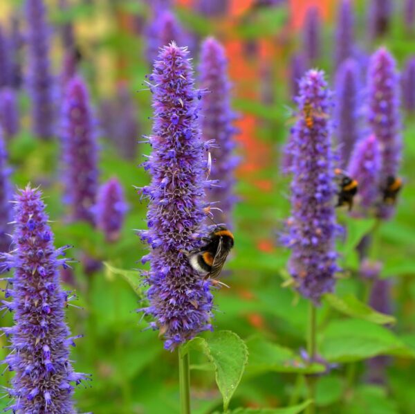 Agastache rugosa Liquorice Blue