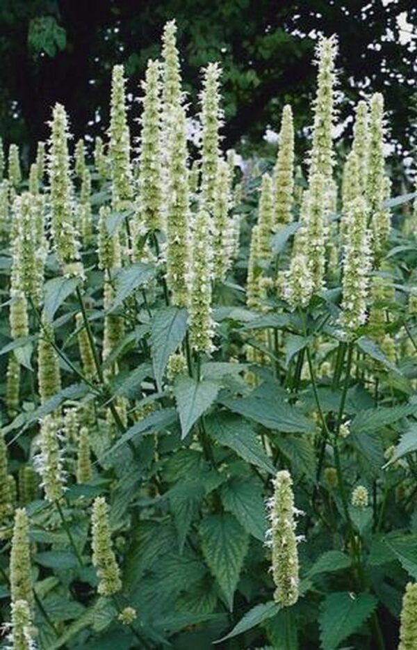 Agastache rugosa Liquorice White 1 A