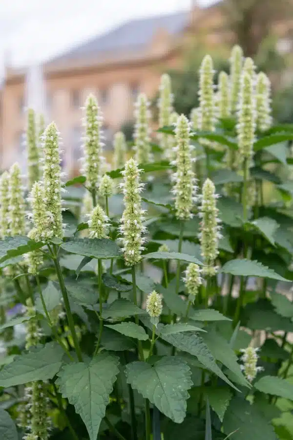 Agastache rugosa Liquorice White