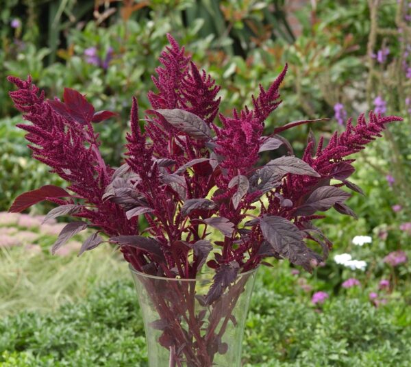 Amaranthus cruentes Velvet Curtains A