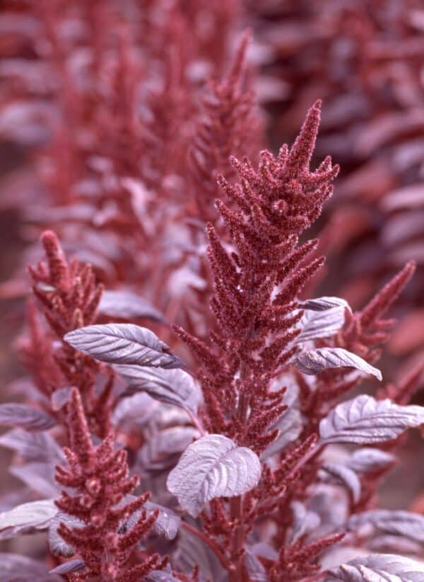 Amaranthus cruentus Velvet Curtains 1