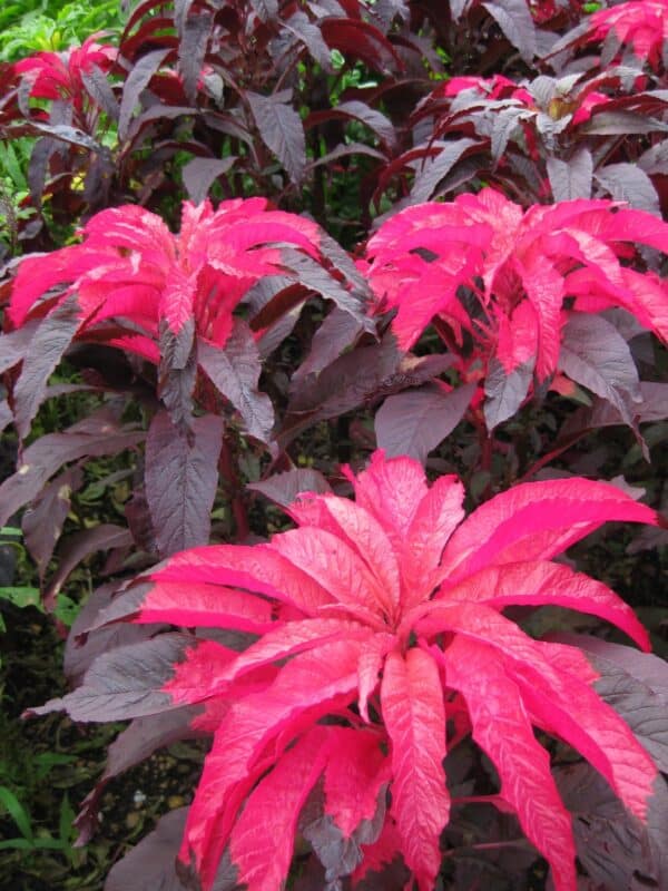 Amaranthus tricolor Early Splendour