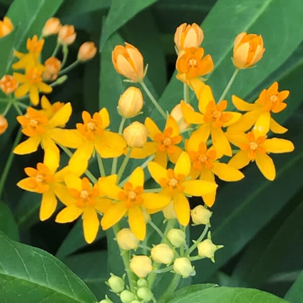 Asclepias curassavica Silky Gold