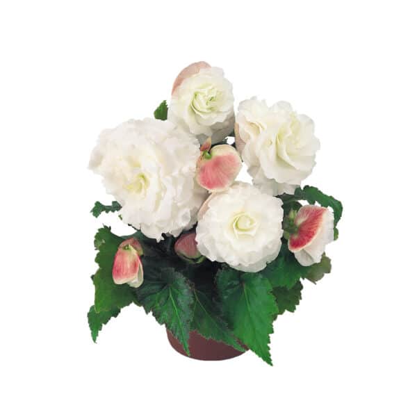 Begonia tuberhybrida F₁ Nonstop® Appleblossom