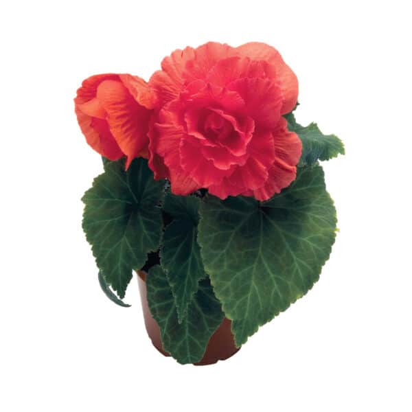 Begonia tuberhybrida F₁ Nonstop® Salmon