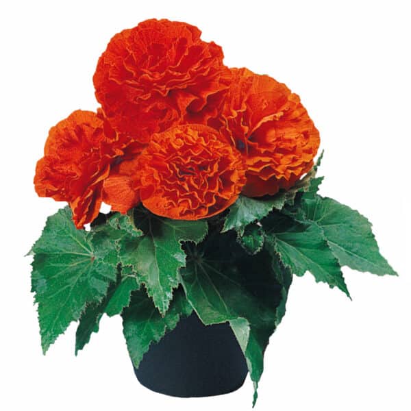 Begonia tuberhybrida F₁ Nonstop® Orange