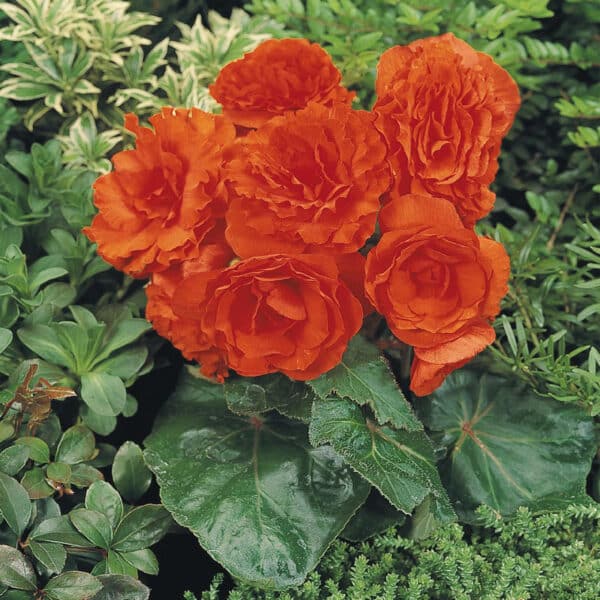 Begonia tuberhybrida F₁ Nonstop® Orange - Image 3