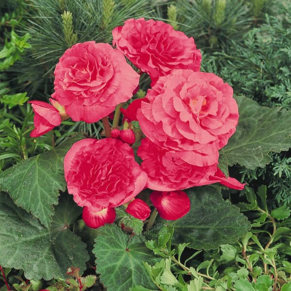 Begonia tuberhybrida F₁ Nonstop® Pink - Image 3