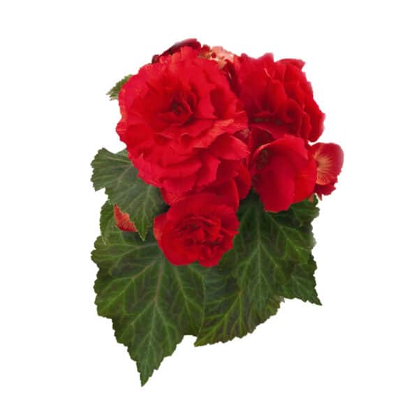 Begonia tuberhybrida F₁ Nonstop® Red