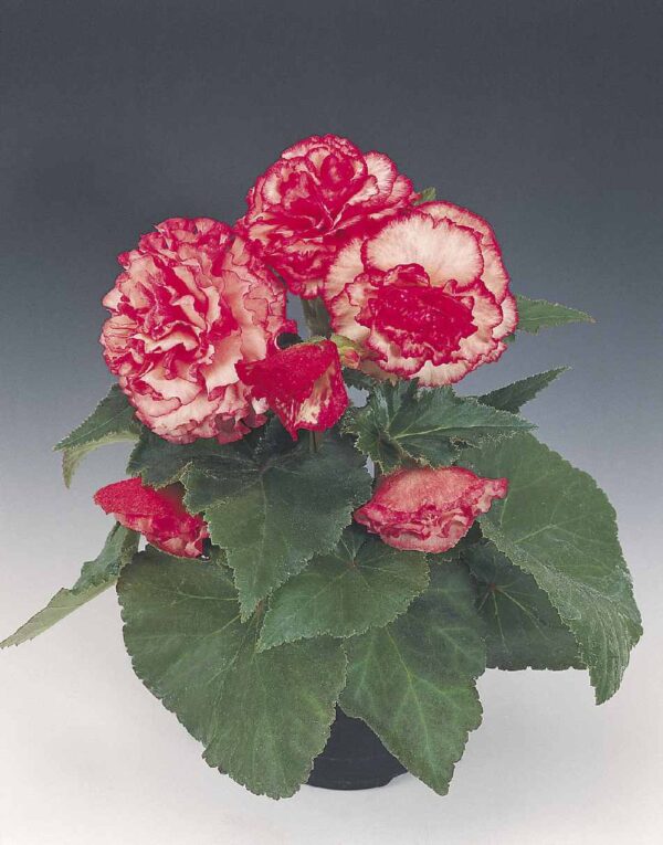 Begonia tuberhybrida F₁ Nonstop® Rose Picotee