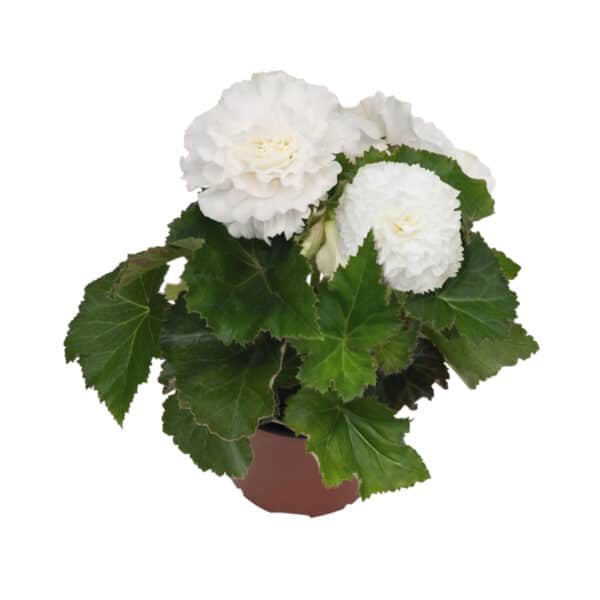 Begonia tuberhybrida F₁ Nonstop® White