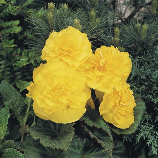 Begonia tuberhybrida F₁ Nonstop® Yellow - Image 4