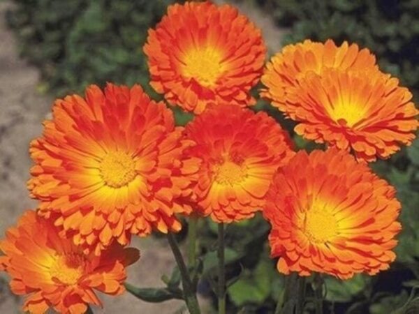 Calendula officinalis Ball's Orange - Image 2