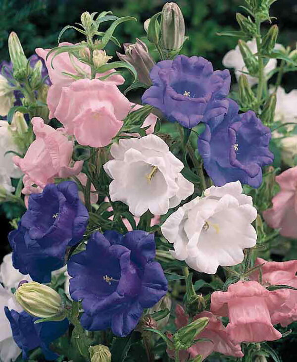 Campanula medium Calycanthema (Cup & Saucer) mixture