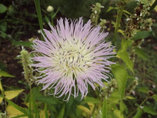 Centaurea americana Aloha Pink