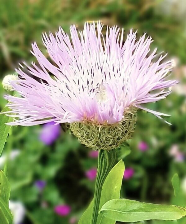 Centaurea americana Aloha Rose A