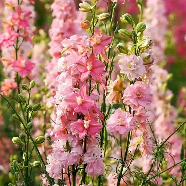 Delphinium consolida Salmon Beauty 1