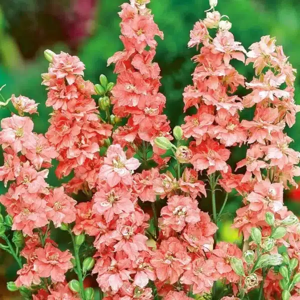 Delphinium consolida Salmon Beauty 2