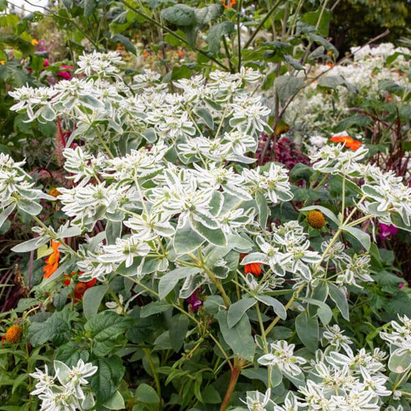 Euphorbia marginata Snow on the Mountain 1