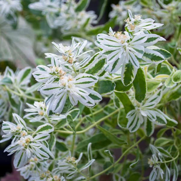 Euphorbia marginata Snow on the Mountain