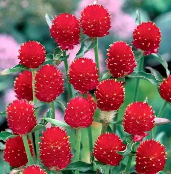 Gomphrena haageana Strawberry Fields 1