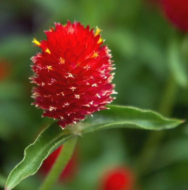 Gomphrena haageana Strawberry Fields A