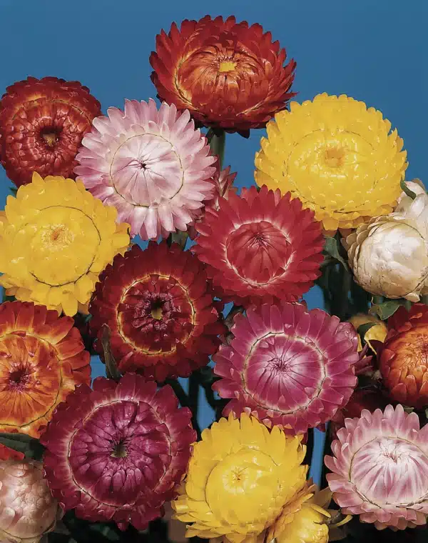 Helichrysum bracteatum Swiss Giants mixture scaled