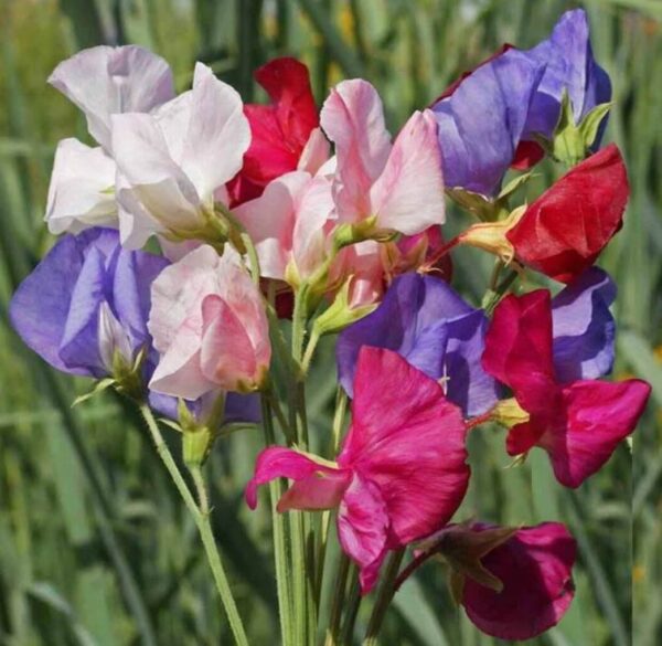 Lathyrus odoratus Mammoth mixture