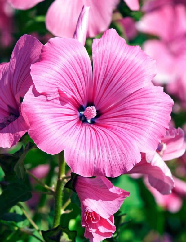 Lavatera trimestris Loveliness 1 A