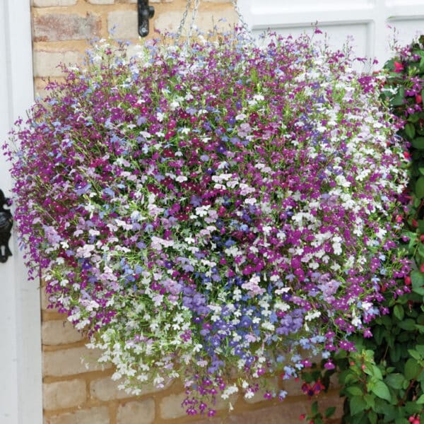 Lobelia erinus pendula Colour Cascade